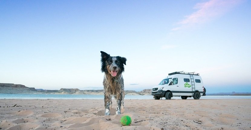 Cómo Viajar Con Un Perro En Una Furgoneta Camper - Camperiza Tu Vida